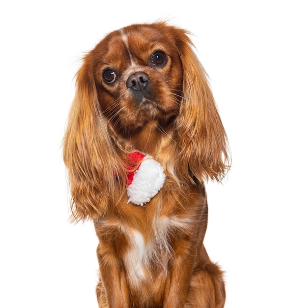 Cavalier king charles spaniel sobie czerwony i biały szalik na białym tle