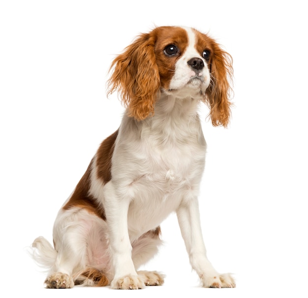 Cavalier King Charles Spaniel Szczeniak, Siedzi