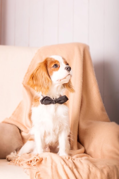 Cavalier King Charles Spaniel szczeniak w środku