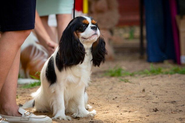 Cavalier King Charles Spaniel to brytyjska rasa psów zabawkowych typu spaniel. Na wystawie...