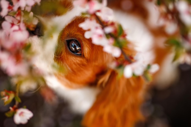 Cavalier King Charles Spaniel w kwitnącej jabłoni. Widok z góry