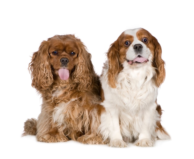Cavalier King Charles Spaniel z 8 lat. Portret psa na białym tle
