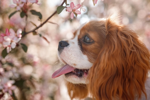 Cavalier King Charles Spaniel z kwiatami jabłoni