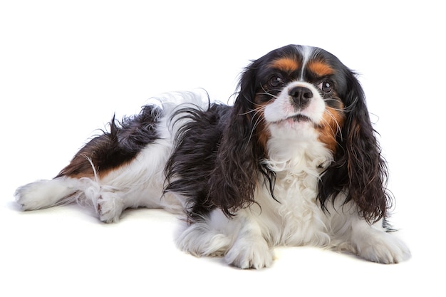 Cavalier King Charles Spaniel