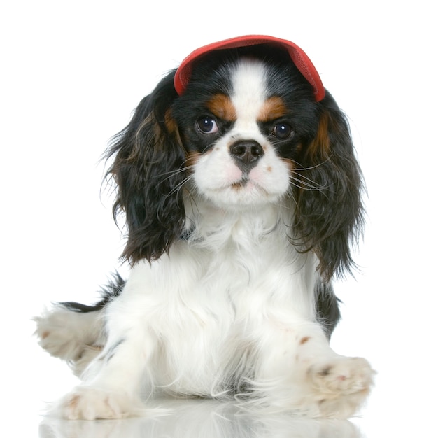 Cavalier King Charles Spaniel