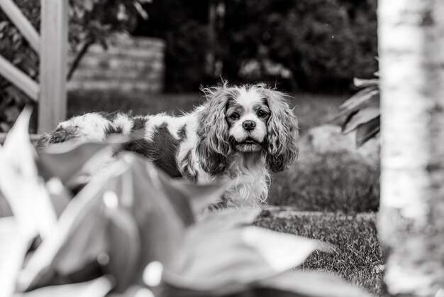 Cavalier King Charles Spaniel