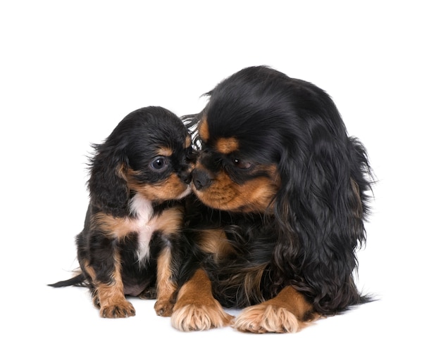Cavalier King Charles with. Portret psa na białym tle