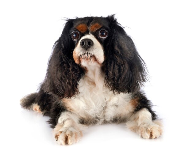 Cavalier King Charles