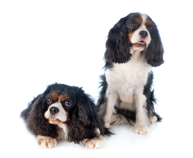 Cavalier King Charles