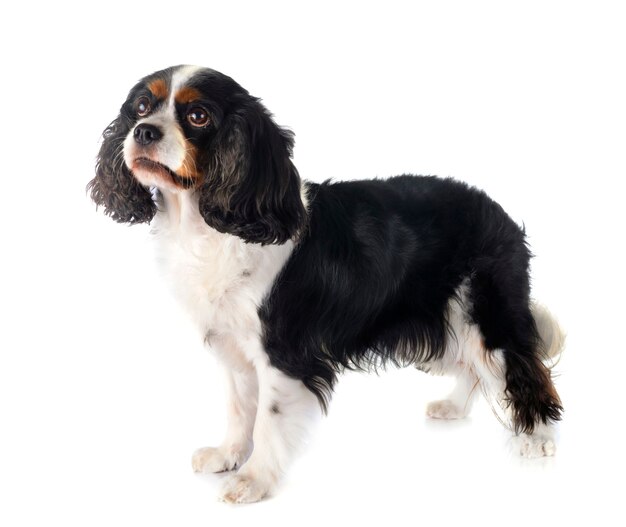 Cavalier King Charles