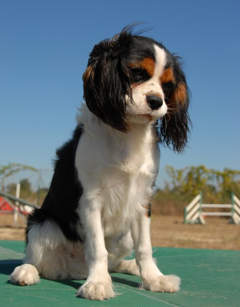 Cavalier King Charles