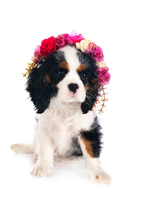 cavalier king charles