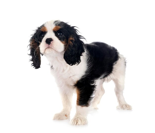 Cavalier King Charles