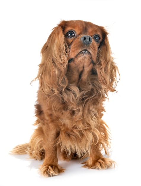 Cavalier King Charles