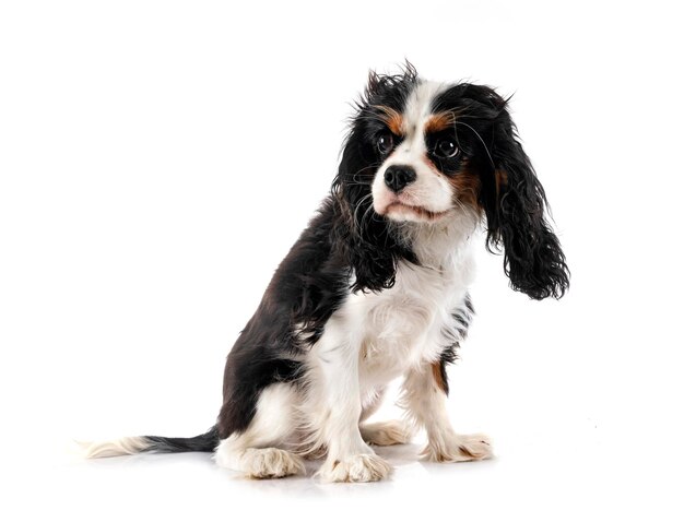 cavalier king charles