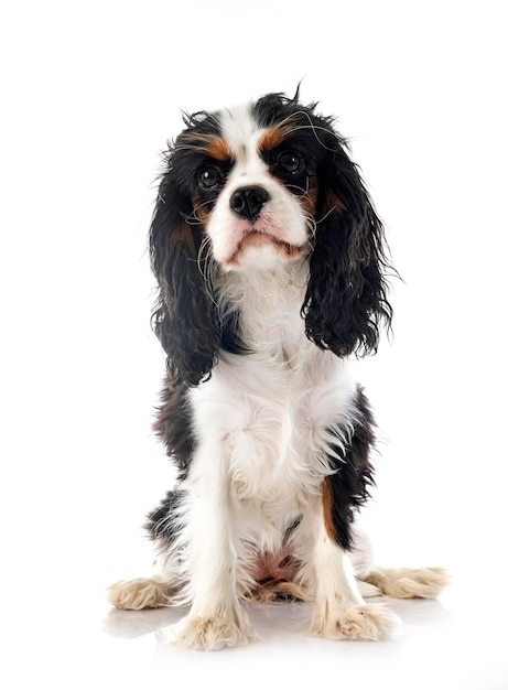 cavalier king charles