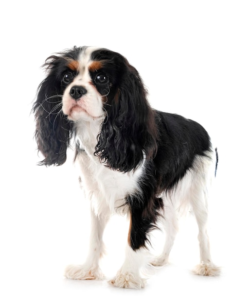 cavalier king charles