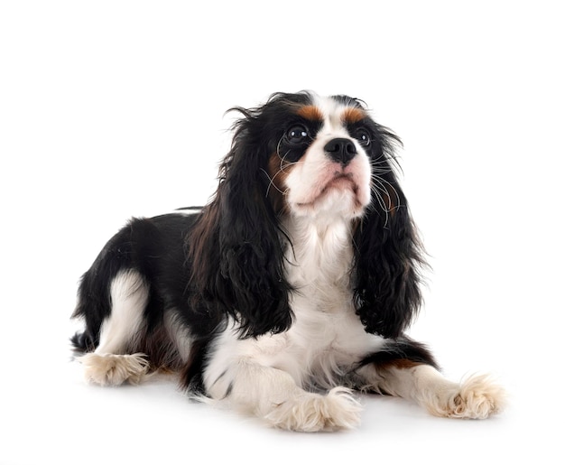 cavalier king charles