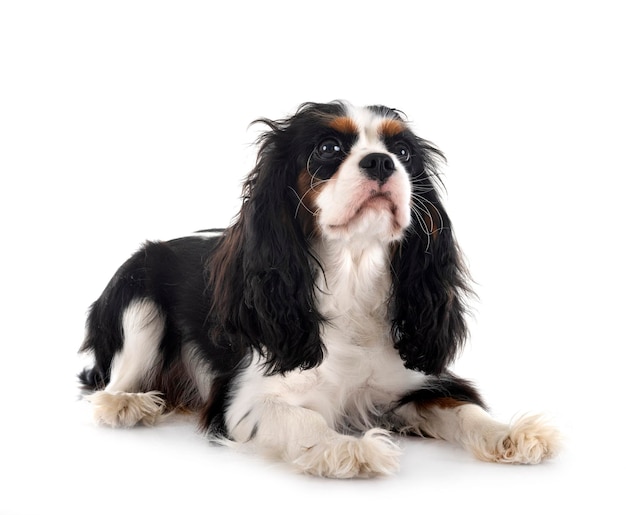 Cavalier King Charles