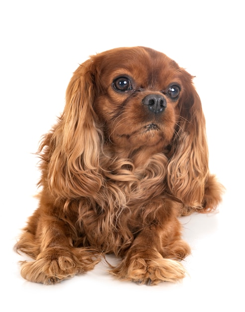 Cavalier King Charles