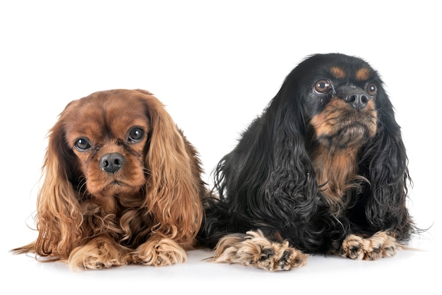 cavalier king charles