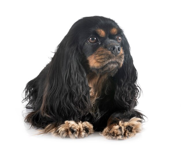 cavalier king charles