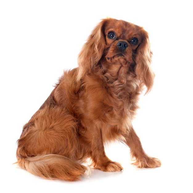 Cavalier King Charles