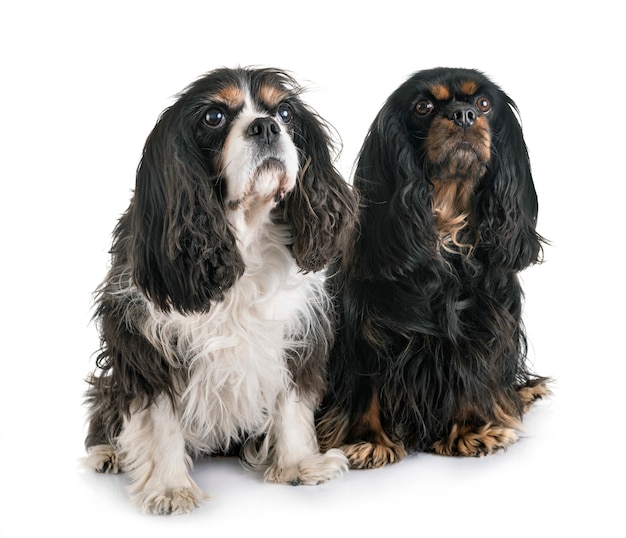 Cavalier King Charles