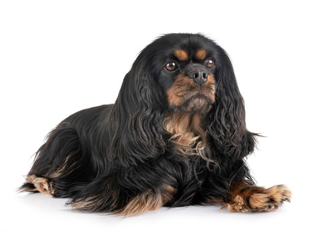 Cavalier King Charles