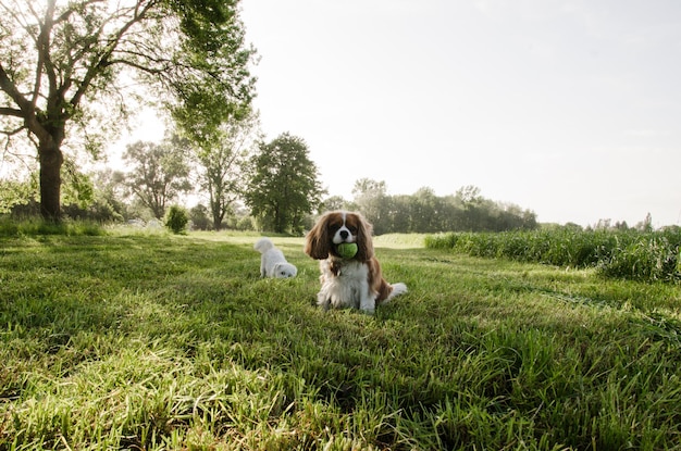 Cavallier i Westie psy bawią się razem w letni dzień na polu w Hengelo Gelderland Holandia