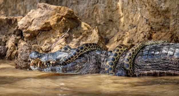 Zdjęcie cayman caiman crocodylus yacare vs anaconda eunectes murinus cayman złapał anakondę anaconda udusiła kaimana brazylia pantanal porto jofre mato grosso rzeka cuiaba