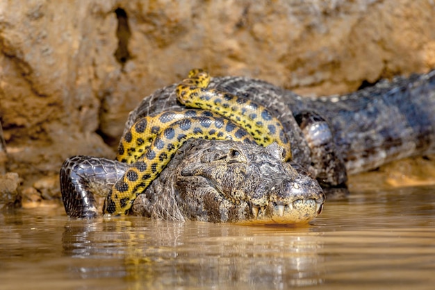 Cayman Caiman Crocodylus Yacare Vs Anaconda Eunectes Murinus Cayman Złapał Anakondę Anaconda Udusiła Kaimana Brazylia Pantanal Porto Jofre Mato Grosso Rzeka Cuiaba