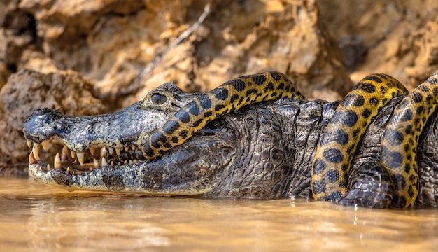 Zdjęcie cayman caiman crocodylus yacare vs anaconda eunectes murinus cayman złapał anakondę anaconda udusiła kaimana brazylia pantanal porto jofre mato grosso rzeka cuiaba