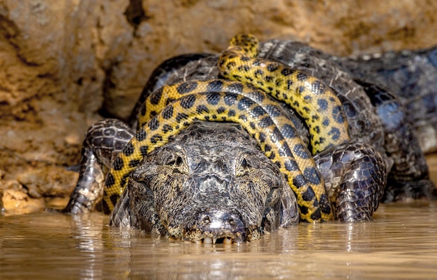 Zdjęcie cayman caiman crocodylus yacare vs anaconda eunectes murinus cayman złapał anakondę anaconda udusiła kaimana brazylia pantanal porto jofre mato grosso rzeka cuiaba