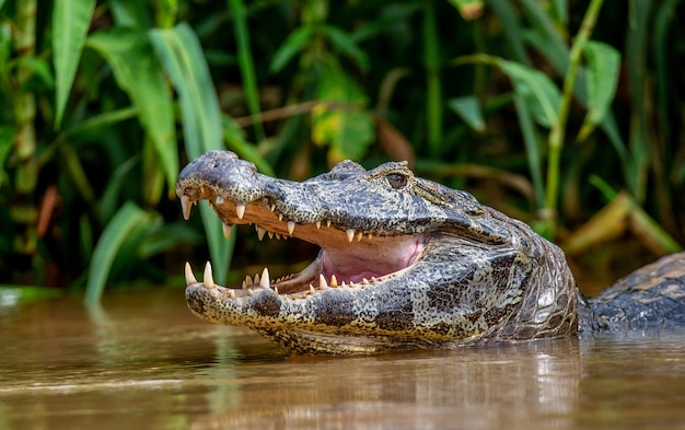 Cayman unosi głowę nad wodę i otwiera usta. Zbliżenie.