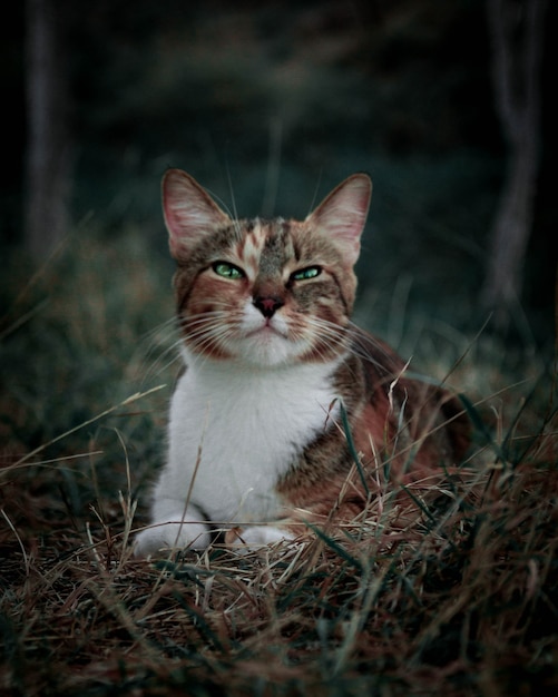 Zdjęcie ccat zwierzę domowe kotek ładny koci biały krajowy czarny ssak kotek natura pat portret