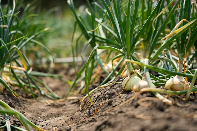Cebulę uprawia się na glebie na działkach