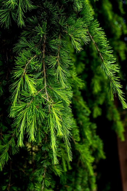 Cedrus deodara cedr deodar cedr himalajski lub deodar