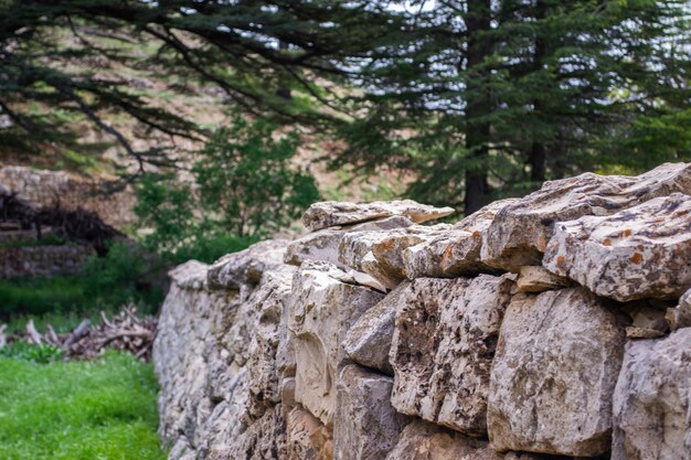Cedry libańskie kamienny mur libańskie drzewa cedrowe leśne góry