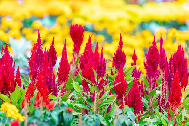 Celosia To Niewielka Roślina Ozdobna Z Rodziny Amarantusów