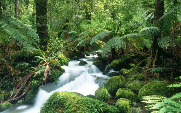 Cement Creek Yarra Ranges Park Narodowy Victoria