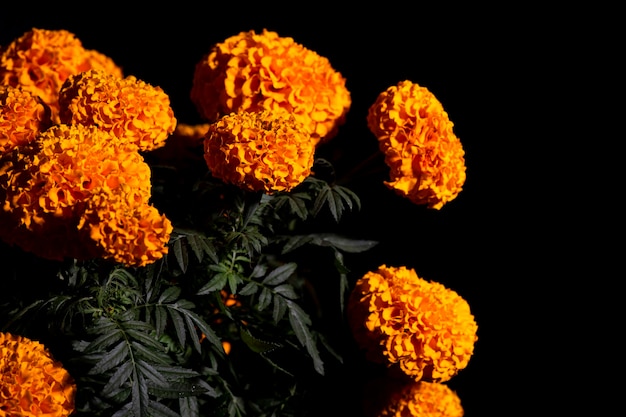 Cempasuchil żółte Kwiaty Nagietka Cempazchitl Na Ołtarze Dnia Zmarłych W Meksyku