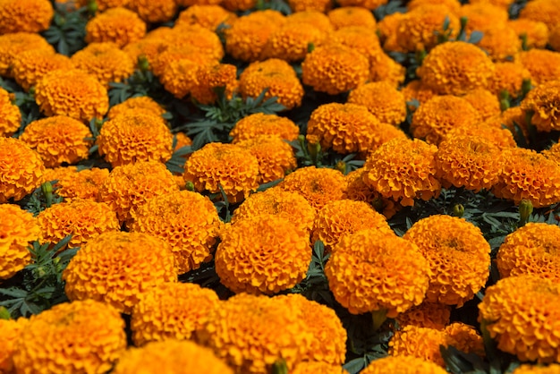 cempasuchil Żółte kwiaty nagietka Cempazúchitl na ołtarze dnia zmarłego Meksyku