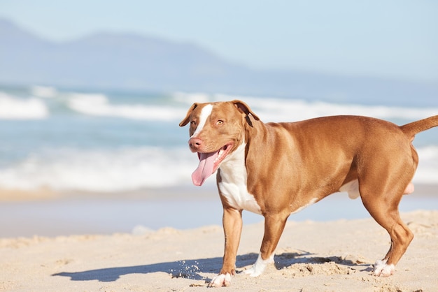 Ceniony pit bull, jeśli kiedykolwiek był jeden Ujęcie uroczego pitbulla cieszącego się dniem na plaży?