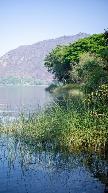 Cenote Meksyk Urocza Cenote Na Półwyspie Jukatan Z Przezroczystymi Wodami I Wiszącymi Korzeniami Chichen Itza Ameryka środkowa