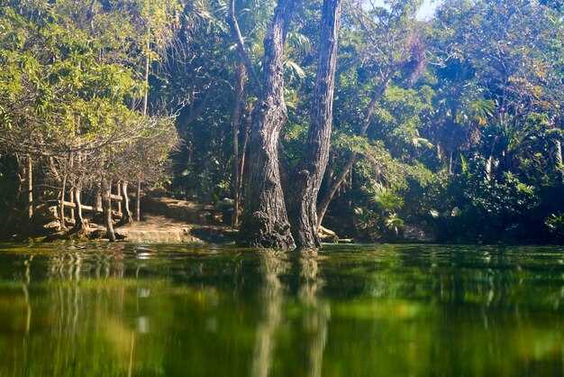 Zdjęcie cenote w riviera maya majów w meksyku