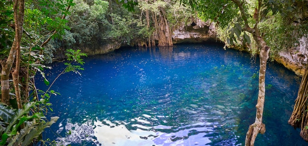 Cenote wgłębienia w dżungli dżungli Majów