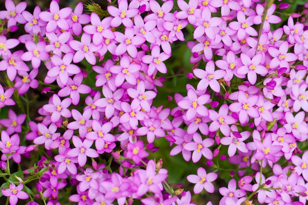 Centaurium erythraea