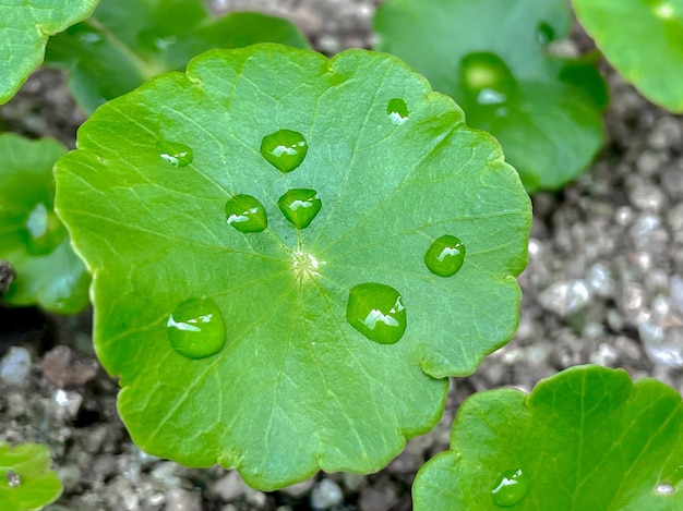 Zdjęcie centella asiatica rośliny lecznicze o właściwościach leczniczych