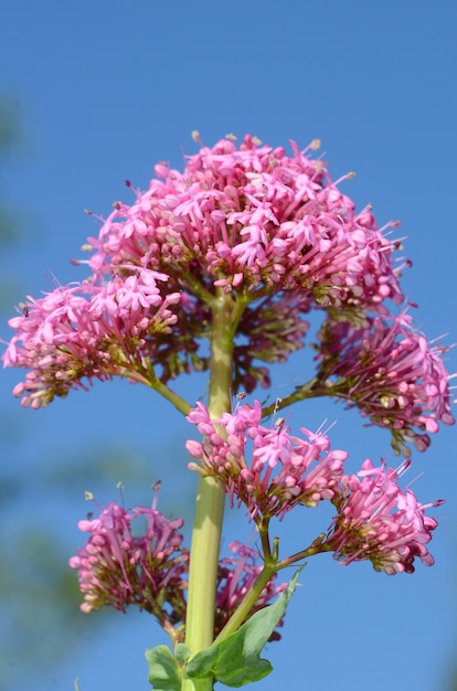 Centranthus ruberowe kwiaty